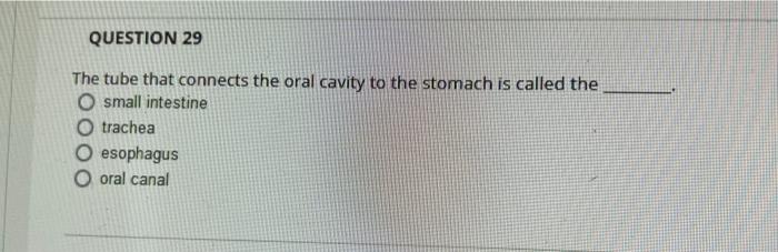 Question 25 Which Of Following Does Not Secrete A Lipase O The Salivary Glands The Stomach The Small Intestine O The Pa 2