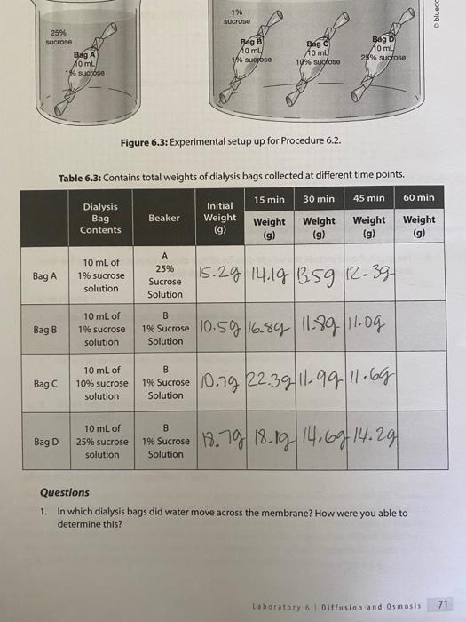 Name Review Questions 1 B Explain Why 3 A Laboratory 6 Diffusion And Osmosis 4 A Is The Net Movement Of Water Th 4