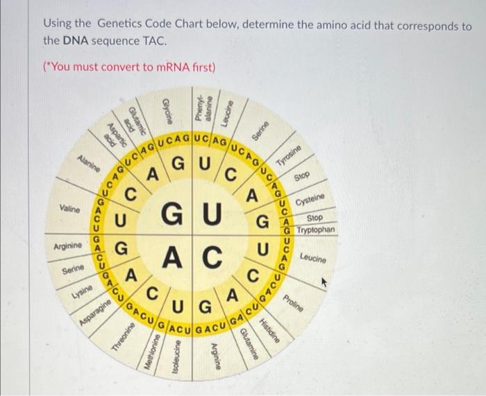 Using The Genetics Code Chart Below Determine The Amino Acid That Corresponds To The Dna Sequence Tac You Must Conve 1