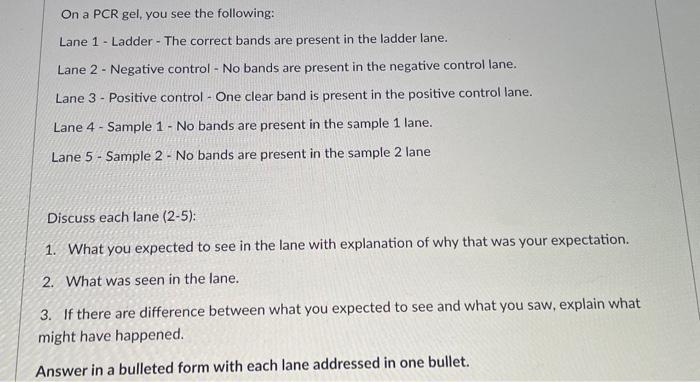 On A Pcr Gel You See The Following Lane 1 Ladder The Correct Bands Are Present In The Ladder Lane Lane 2 Negative 1