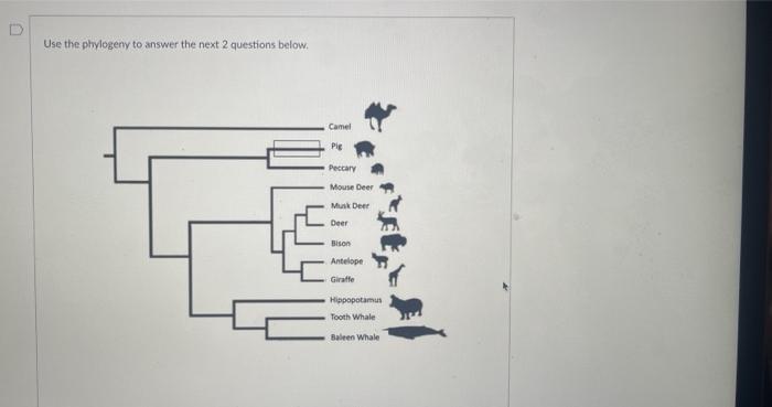 D Question 22 Is The Pair A Sister Taxa Pig And Peccary Bison And Musk Deer Antelope And Giraffe Tooth Whale And Bale 2