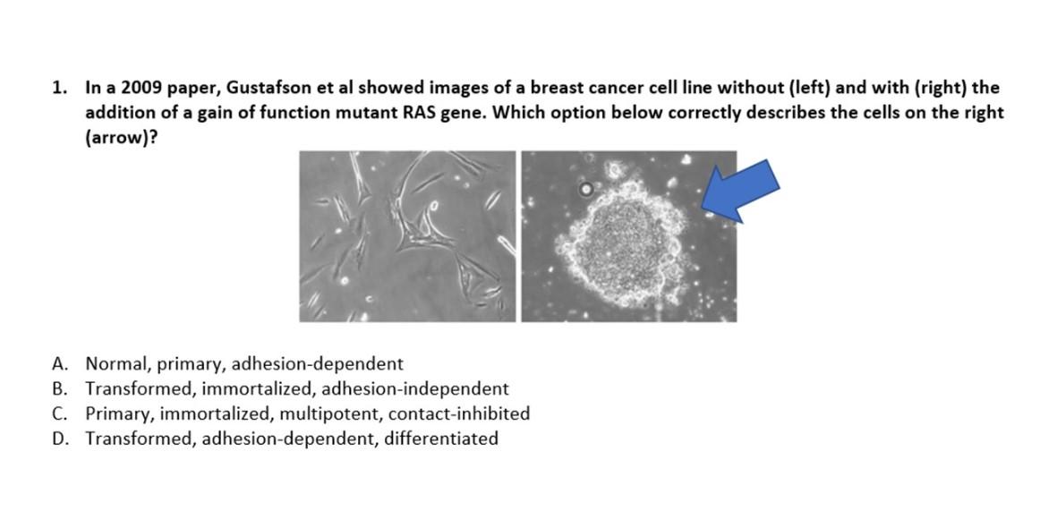 1 In A 2009 Paper Gustafson Et Al Showed Images Of A Breast Cancer Cell Line Without Left And With Right The Addit 1