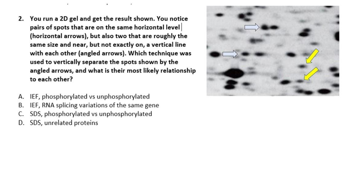 2 You Run A 2d Gel And Get The Result Shown You Notice Pairs Of Spots That Are On The Same Horizontal Level Horizonta 1
