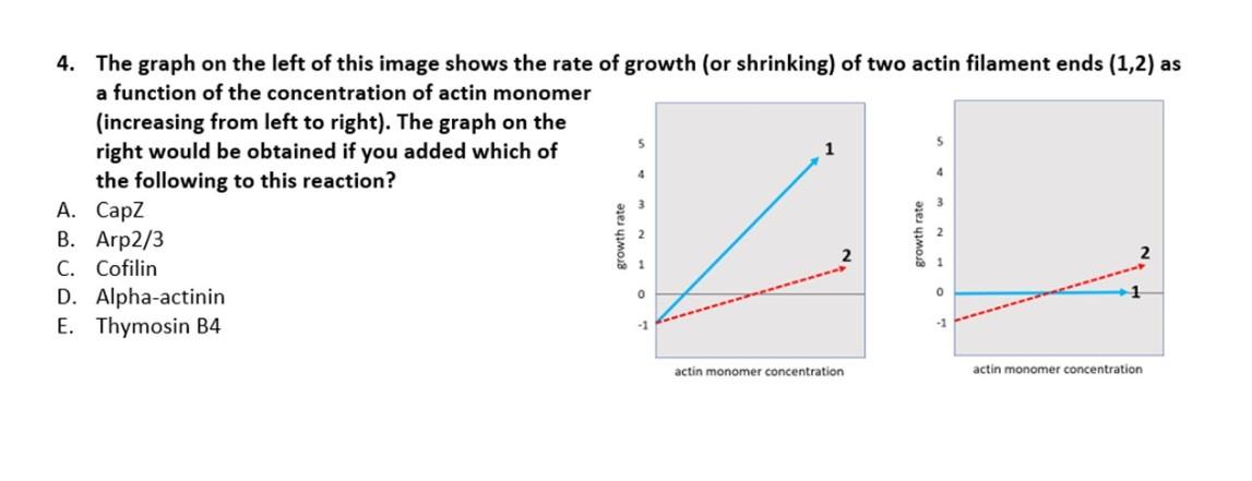 4 The Graph On The Left Of This Image Shows The Rate Of Growth Or Shrinking Of Two Actin Filament Ends 1 2 As A Fun 1