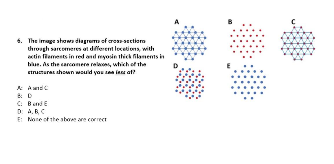 6 The Image Shows Diagrams Of Cross Sections Through Sarcomeres At Different Locations With Actin Filaments In Red And 1