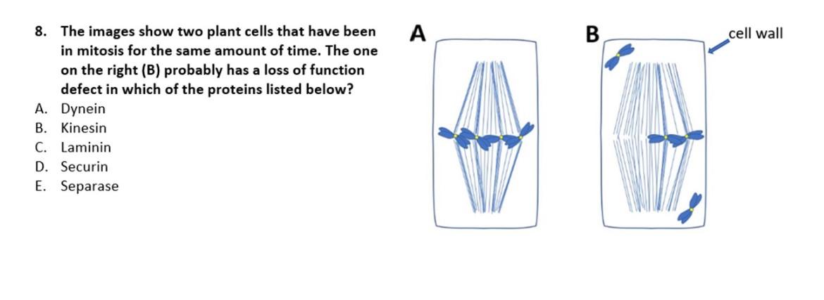 8 The Images Show Two Plant Cells That Have Been In Mitosis For The Same Amount Of Time The One On The Right B Proba 1