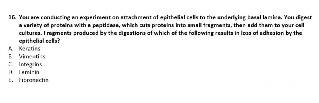 16 You Are Conducting An Experiment On Attachment Of Epithelial Cells To The Underlying Basal Lamina You Digest A Vari 1