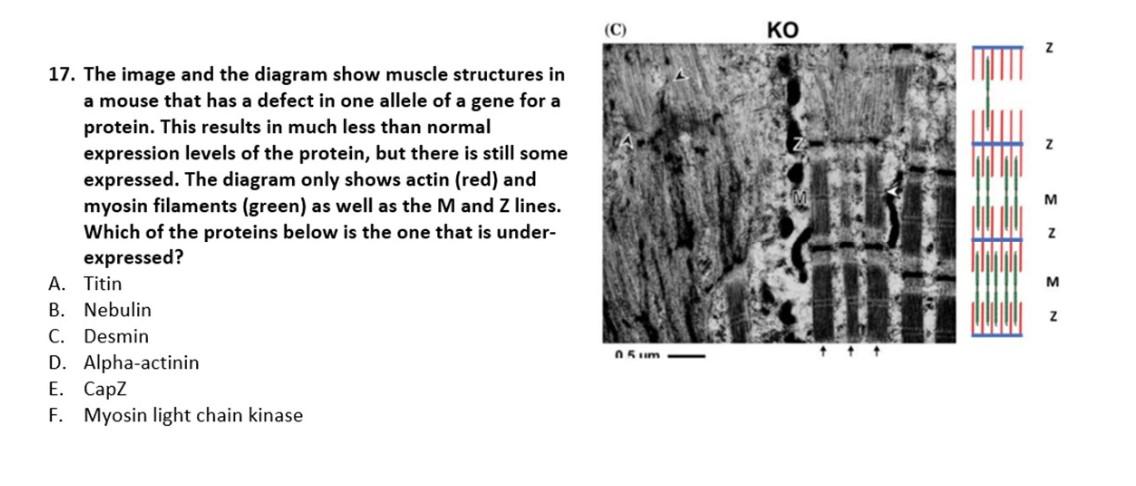17 The Image And The Diagram Show Muscle Structures In A Mouse That Has A Defect In One Allele Of A Gene For A Protein 1