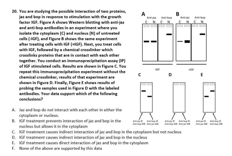 20 You Are Studying The Possible Interaction Of Two Proteins Jaz And Bop In Response To Stimulation With The Growth Fa 1
