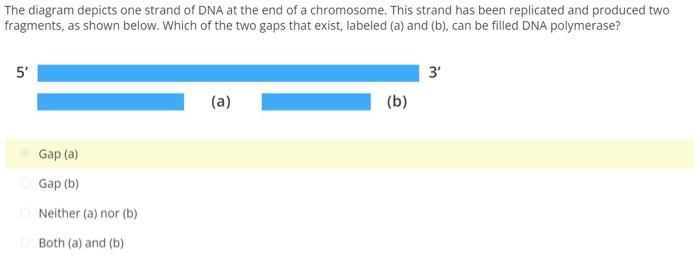 The Diagram Depicts One Strand Of Dna At The End Of A Chromosome This Strand Has Been Replicated And Produced Two Fragm 1