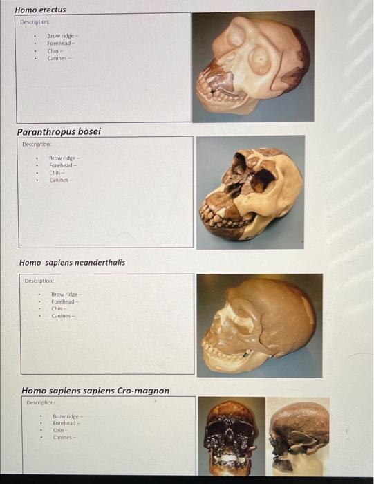 I After Reviewing The Skull Analysis Power Point Use This Document To Put Your Knowledge To The Test You May Be Asked T 2