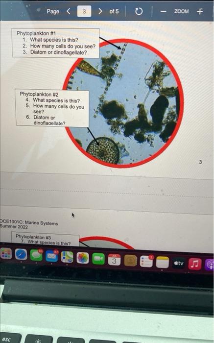 Page Esc Phytoplankton 1 1 What Species Is This 2 How Many Cells Do You See 3 Diatom Or Dinoflagellate Oce1001c 1