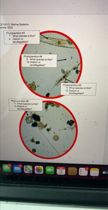 Page Esc Phytoplankton 1 1 What Species Is This 2 How Many Cells Do You See 3 Diatom Or Dinoflagellate Oce1001c 2