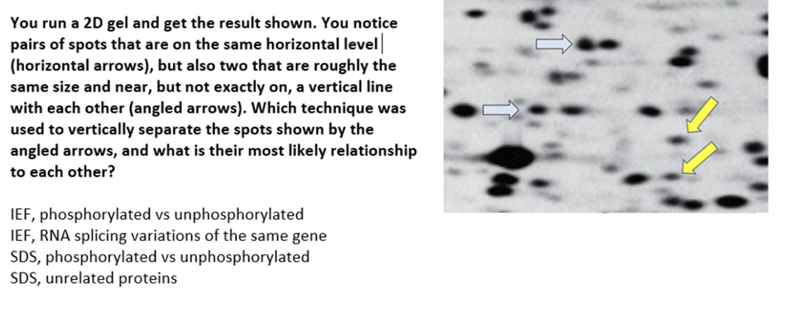 You Run A 2d Gel And Get The Result Shown You Notice Pairs Of Spots That Are On The Same Horizontal Level Horizontal A 1