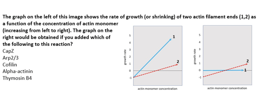 The Graph On The Left Of This Image Shows The Rate Of Growth Or Shrinking Of Two Actin Filament Ends 1 2 As A Functi 1