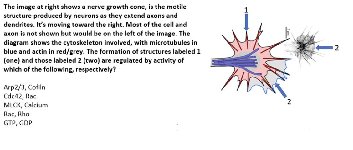 The Image At Right Shows A Nerve Growth Cone Is The Motile Structure Produced By Neurons As They Extend Axons And Dendr 1