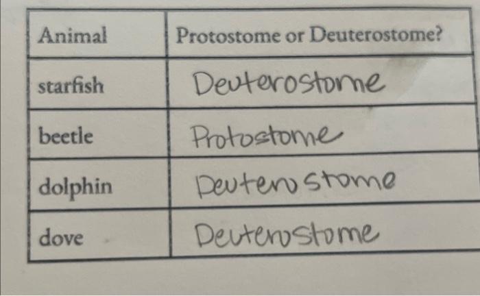 Animal Starfish Beetle Dolphin Dove Protostome Or Deuterostome Deuterostome Protostome Deuterostome Deuterostome 1