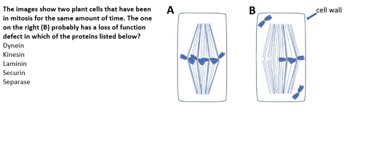The Images Show Two Plant Cells That Have Been In Mitosis For The Same Amount Of Time The One On The Right B Probably 1