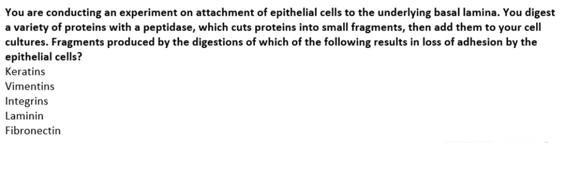 You Are Conducting An Experiment On Attachment Of Epithelial Cells To The Underlying Basal Lamina You Digest A Variety 1