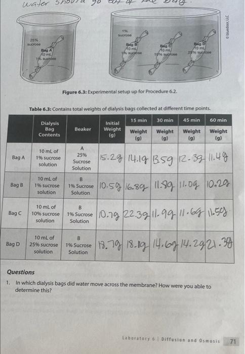 2 A 3 A 4 B Explain Why 5 Did The Color Change In The Beaker The Dialysis Bag Or Both In Procedure 6 1 A For 4