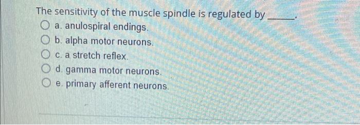 The Sensitivity Of The Muscle Spindle Is Regulated By O A Anulospiral Endings O B Alpha Motor Neurons Oc A Stretch 1