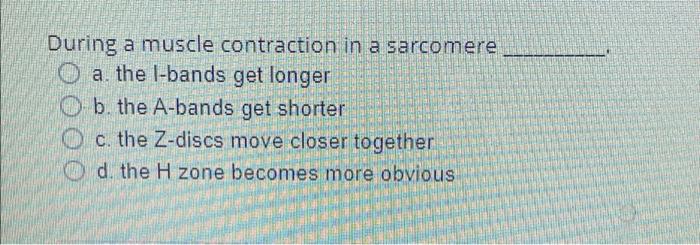 During A Muscle Contraction In A Sarcomere A The L Bands Get Longer B The A Bands Get Shorter C The Z Discs Move Clos 1