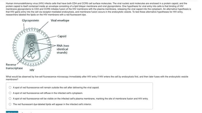 Human Immunodeficiency Virus Hv Infects Cats That Have Both Cd4 And Ccrs Cal Surface Molecules The Veal Nucleic And M 3