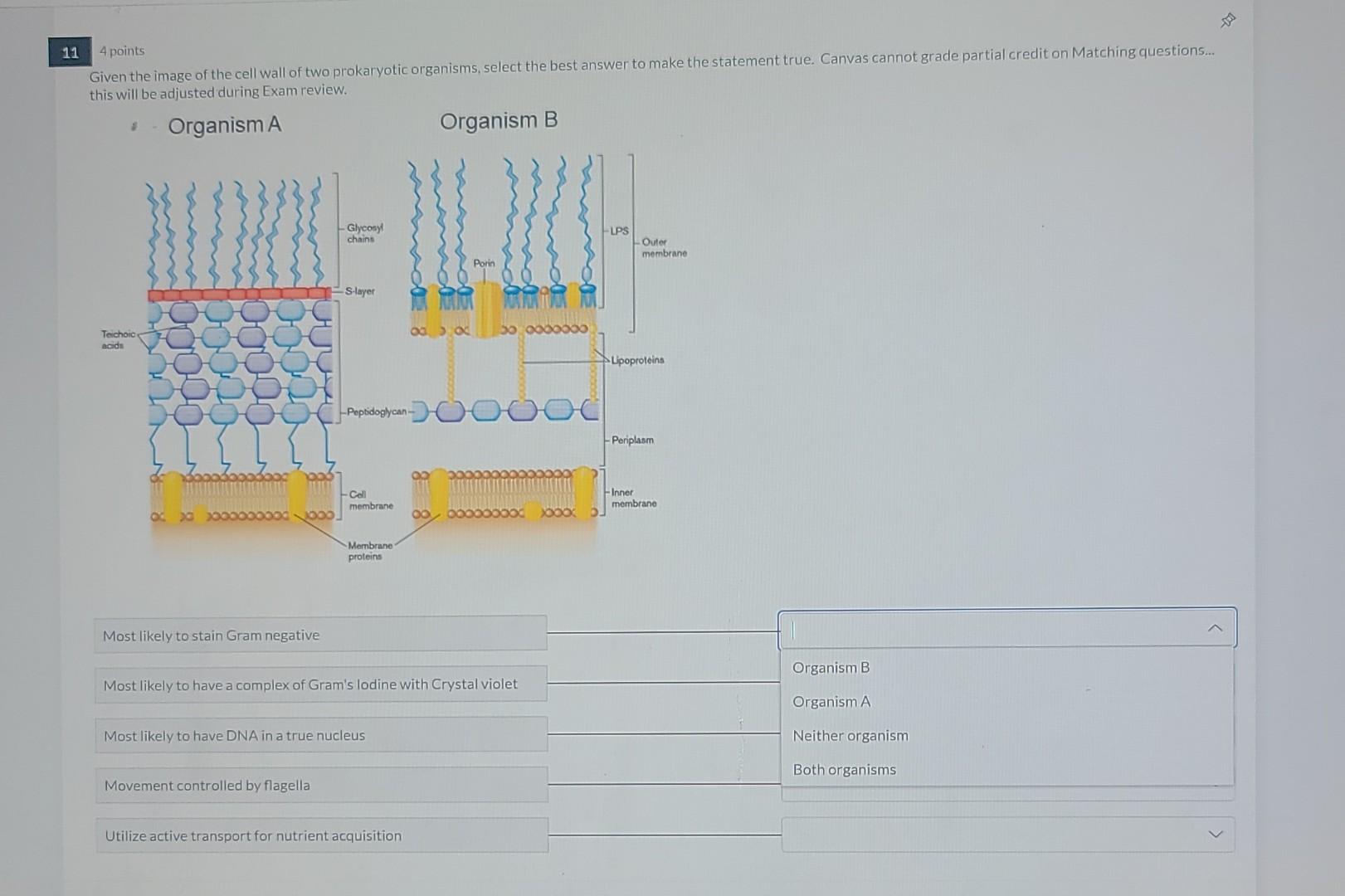 11 4 Points Given The Image Of The Cell Wall Of Two Prokaryotic Organisms Select The Best Answer To Make The Statement 1
