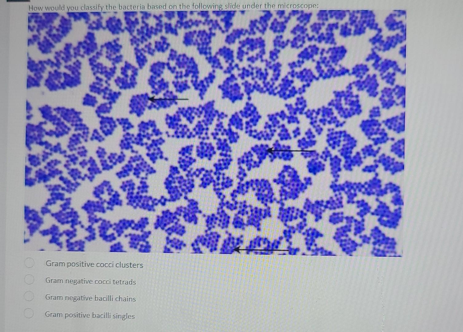 How Would You Classify The Bacteria Based On The Following Slide Under The Microscope Gram Positive Cocci Clusters Gram 1