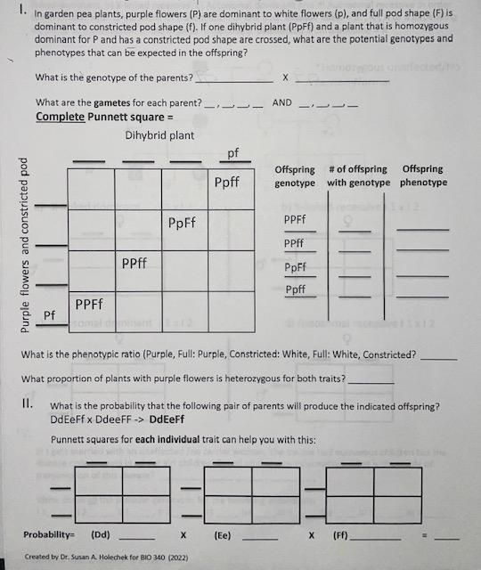 I Only Need Help With Question Ii Punnett Squares At Bottom Of Page Thank You In Advance 1