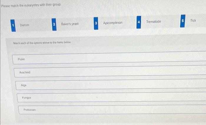 Please Match The Eukaryotes With Their Group Diatom Fluke Match Each Of The Options Above To The Items Below Arachnid 1