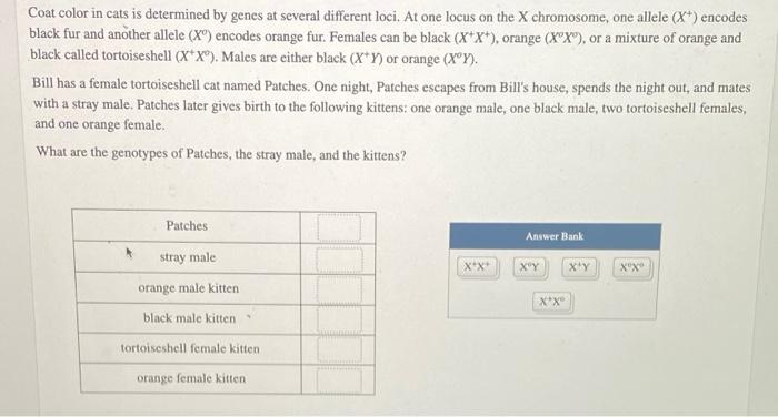 Coat Color In Cats Is Determined By Genes At Several Different Loci At One Locus On The X Chromosome One Allele X E 1
