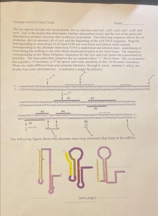 General Genetics Extra Credit Name The Trp Operon Includes The Trp Promoter The Trp Operator And Trpl Trpe Trpd Trp 1