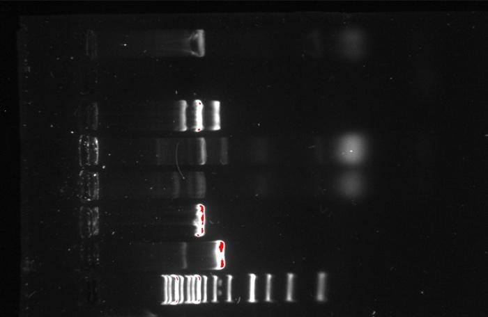 Genetics Yeast Cloning And Sequencing Question 1 A B Was I Successful At Isolating Recombinant Plasmid Please Expl 1
