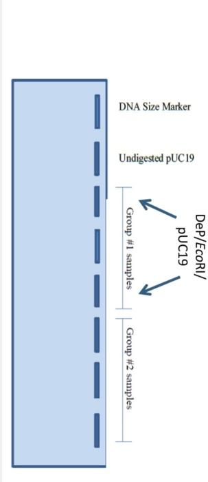 Genetics Yeast Cloning And Sequencing Question 1 A B Was I Successful At Isolating Recombinant Plasmid Please Expl 4