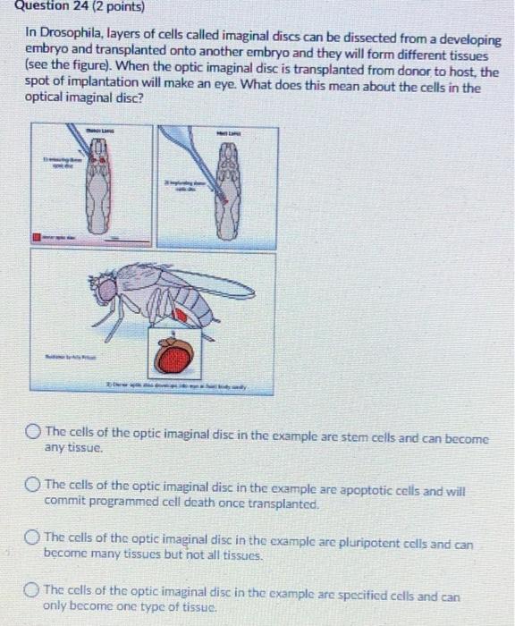 Question 24 2 Points In Drosophila Layers Of Cells Called Imaginal Discs Can Be Dissected From A Developing Embryo An 1