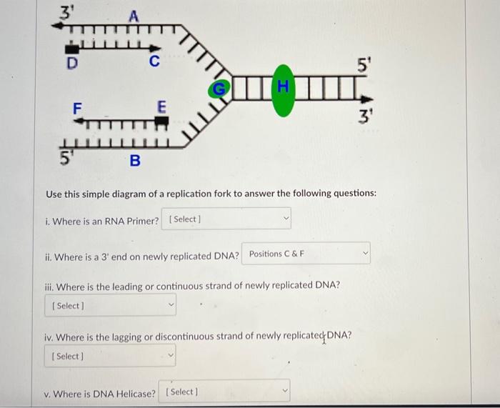 3 D F 34 B C E H Ii Where Is A 3 End On Newly Replicated Dna Positions C F Iii Where Is The Leading Or Continuous 1