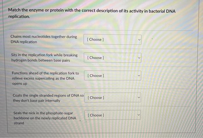 Match The Enzyme Or Protein With The Correct Description Of Its Activity In Bacterial Dna Replication Chains Most Nucle 1