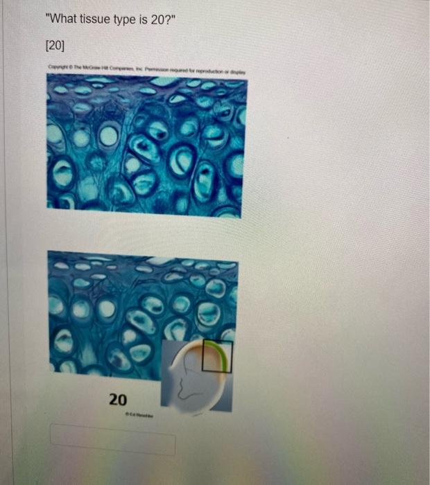 What Tissue Type Is 20 20 Crenge The Mg Comp B 20 Wered For Reproduction Or Deply 1