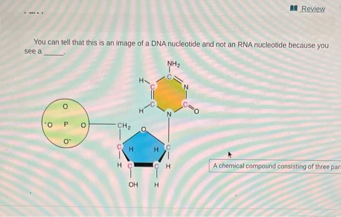 You Can Tell That This Is An Image Of A Dna Nucleotide And Not An Rna Nucleotide Because You See A O O P 0 O Ch H H Cl 1