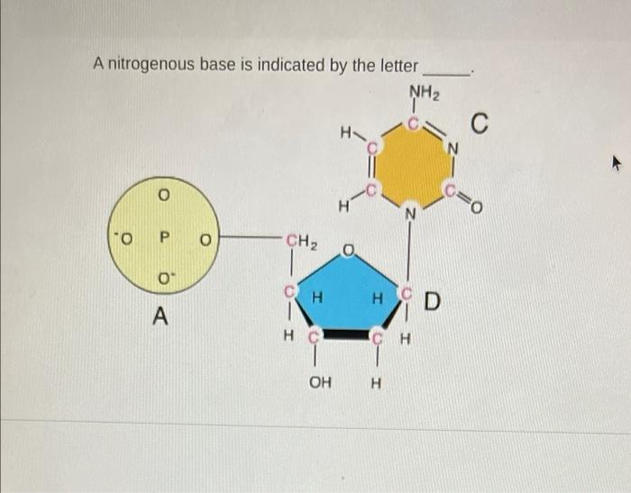 A Nitrogenous Base Is Indicated By The Letter Nh O P 0 A O Ch Ch Hc Oh H H H Cih N Ch D N 010 1