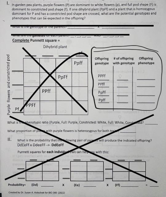 I Only Need Help With The Area I Circled Offspring Genotype Of Offspring With Genotype And Offspring Phenotype 1