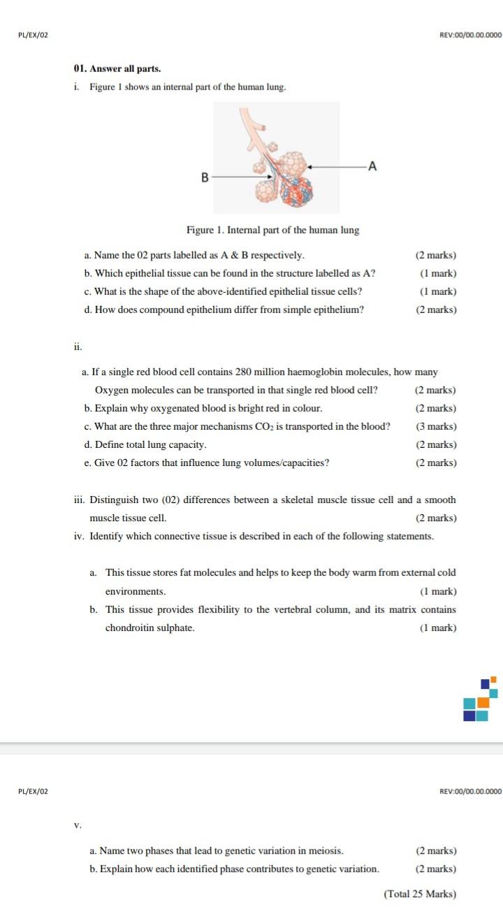 Pl Ex 02 Pl Ex 02 01 Answer All Parts I Figure I Shows An Internal Part Of The Human Lung Ii B V Figure 1 Interna 1