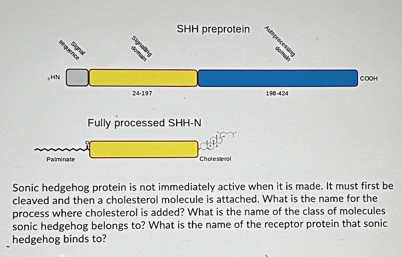 Hn Sequence Signal Palminate Signalling Domain 24 197 Shh Preprotein Fully Processed Shh N Cholesterol Autoprocessing Do 1
