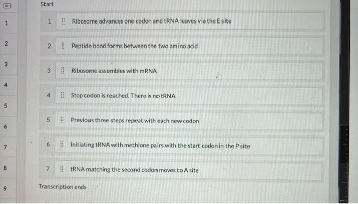 1 2 3 4 5 6 7 8 9 Start 1 2 3 4 5 6 7 Ribosome Advances One Codon And Trna Leaves Via The E Site Peptide Bond Forms Betw 1
