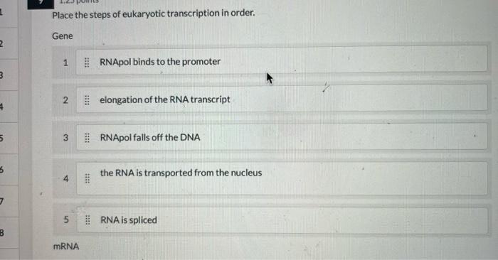 1 2 3 4 5 5 B Place The Steps Of Eukaryotic Transcription In Order Gene 2 3 5 Mrna 1 Rnapol Binds To The Promoter E 1