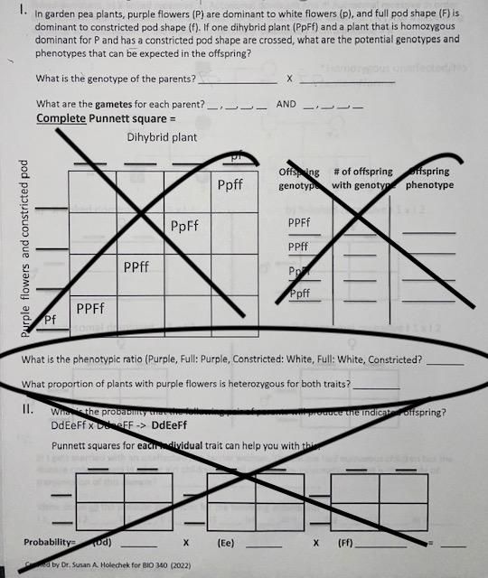 I Need Help With The Questions Circled 1 What Is The Phenotypic Ration Purple Full Purple Constricted White Full 1