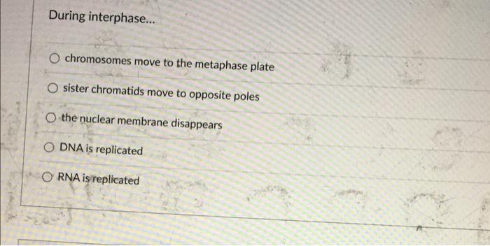 During Interphase O Chromosomes Move To The Metaphase Plate O Sister Chromatids Move To Opposite Poles O The Nuclear 1