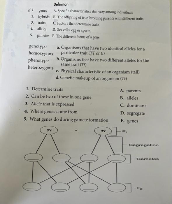 1 2 3 Definition A Specific Characteristics That Vary Among Individuals B The Offspring Of True Breeding Parents Wi 1