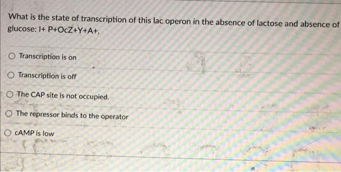 What Is The State Of Transcription Of This Lac Operon In The Absence Of Lactose And Absence Of Glucose 1 P Ocz Y A O 1
